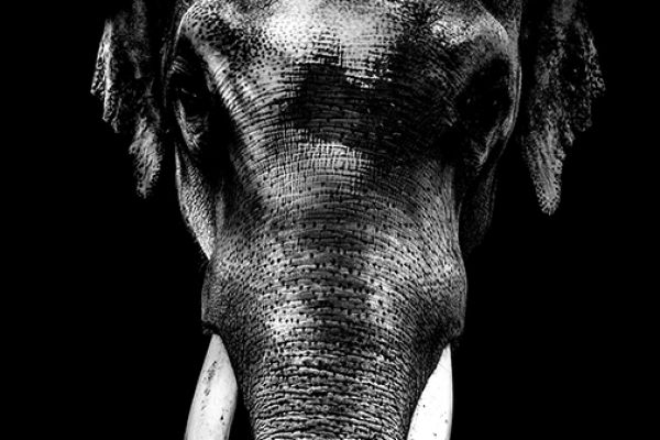 elefant71DEB1E6-46BC-CEC6-87C0-87A6B101B034.jpg