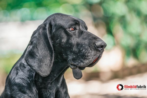 filmbildfabrik_hunde_jagdhund62125B21-650D-E2CA-B8C0-8BC185A88686.jpg